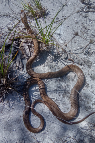 Bahamian Racer