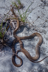 Cubophis vudii picticeps