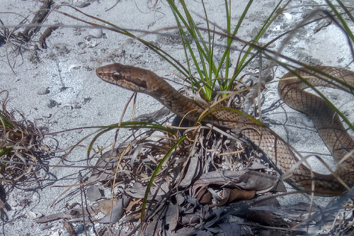 Bahamian Racer