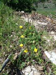 Ranunculus ollissiponensis