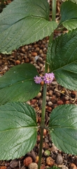 Lippia alba