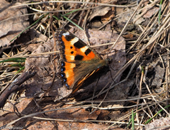Aglais urticae