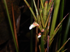 Monotagma plurispicatum