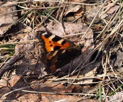 Aglais urticae