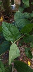 Lippia alba