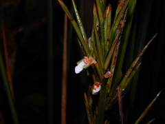 Monotagma plurispicatum