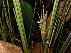 Monotagma plurispicatum