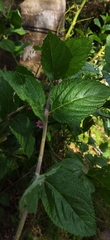 Lippia alba