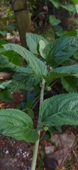 Lippia alba