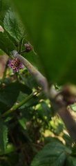 Lippia alba