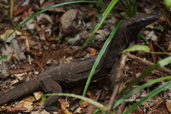 Varanus rudicollis