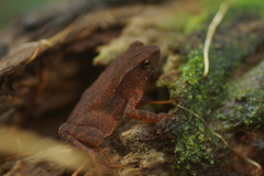 Ingerophrynus quadriporcatus