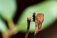 Ephyriades brunnea