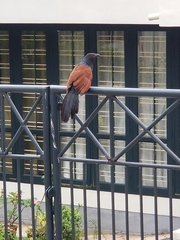 Centropus sinensis parroti