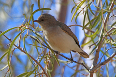 Conopophila whitei