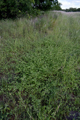 Aeschynomene brasiliana