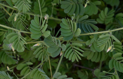 Aeschynomene brasiliana