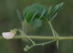 Aeschynomene brasiliana