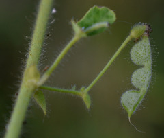 Aeschynomene brasiliana