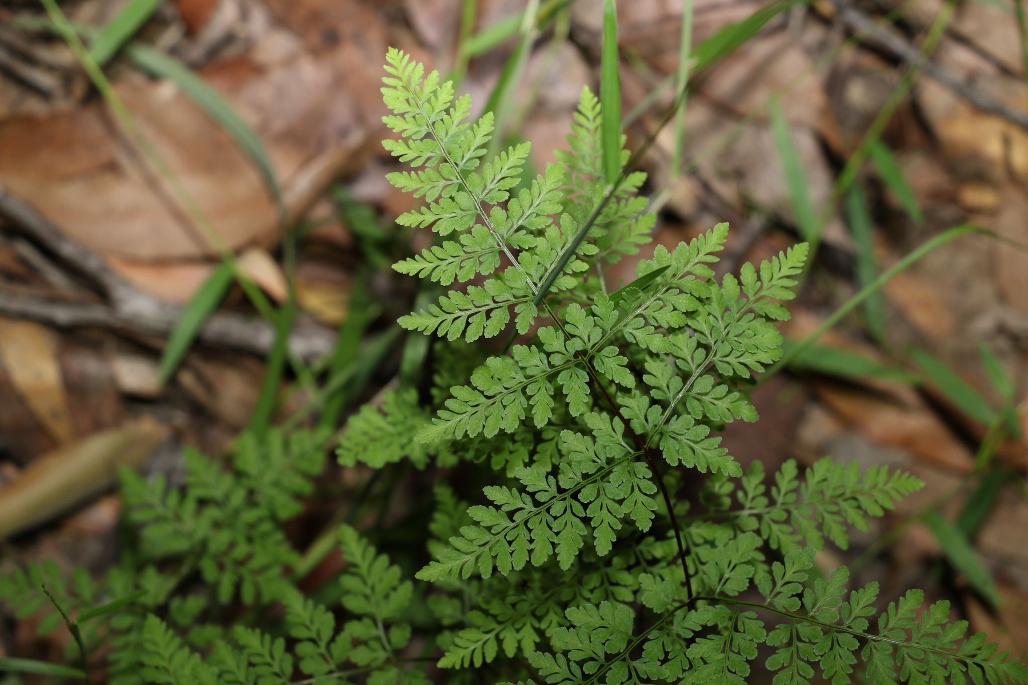Cheilanthes tenuifolia