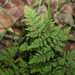 Cheilanthes tenuifolia - Photo (c) Greg Tasney,  זכויות יוצרים חלקיות (CC BY-SA), הועלה על ידי Greg Tasney