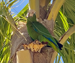 Amazona ventralis