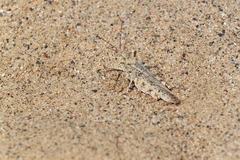 Trimerotropis agrestis