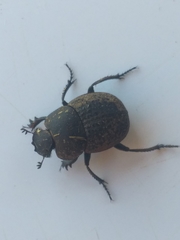 Epirinus flagellatus