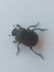 Epirinus flagellatus