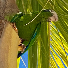 Amazona ventralis