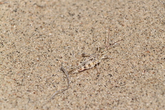 Trimerotropis agrestis