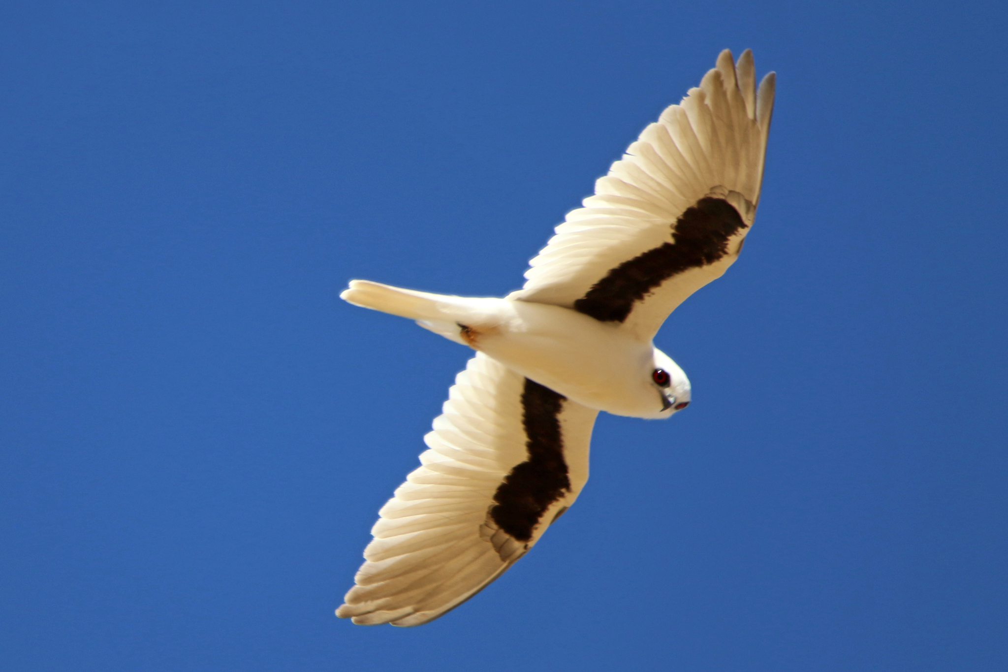 Milanos, Aguilillas, Gavilanes Y Águilas (Familia Accipitridae) ·  NaturaLista Mexico