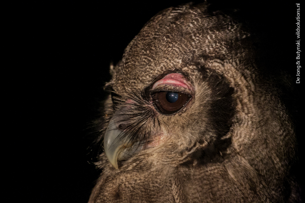 Verreaux's Eagle photo