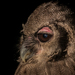 Verreaux's Eagle-Owl - Photo (c) Yvonne A. de Jong, some rights reserved (CC BY-NC-SA), uploaded by Yvonne A. de Jong