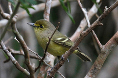 Vireo crassirostris
