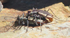 Cicindela marginipennis