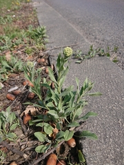 Lepidium draba
