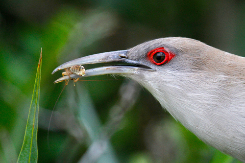 Great Lizard Cuckoo (Coccyzus merlini), photo 10