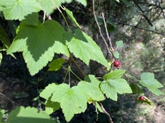 Ribes ciliatum