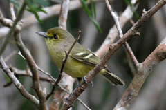 Vireo crassirostris