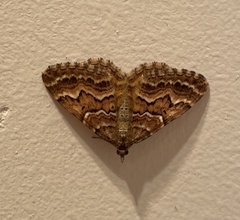 Chrysolarentia heliacaria