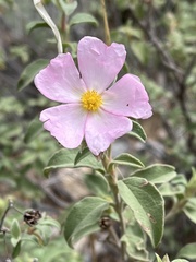 Cistus parviflorus