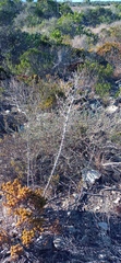 Asparagus mariae