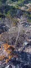 Asparagus mariae