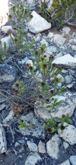 Oedera uniflora