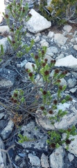 Oedera uniflora