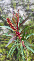 Stillingia sylvatica