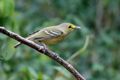 Vireo crassirostris