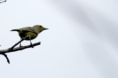 Vireo crassirostris