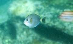 Prionurus microlepidotus